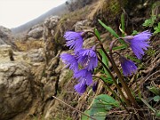 55 Soldanella alpina (Soldanella alpina)